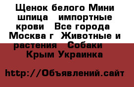 Щенок белого Мини шпица , импортные крови - Все города, Москва г. Животные и растения » Собаки   . Крым,Украинка